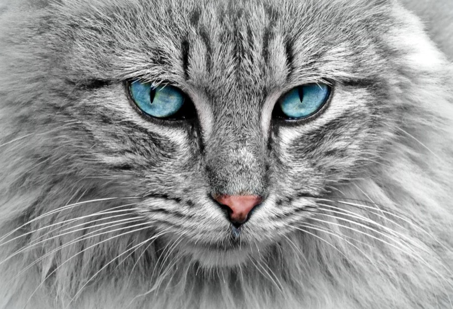 Rüyada Kedi Görmek