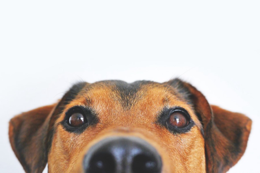 Rüyada Köpek Görmek