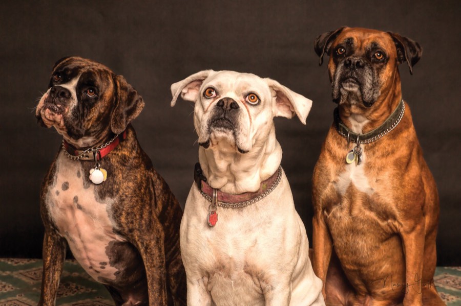 Rüyada Köpekler Görmek