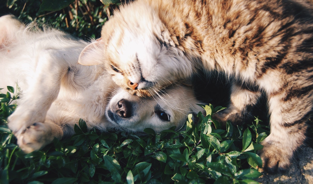 Ruyada Kedi Kopek Gormek Ruya Tabirleri