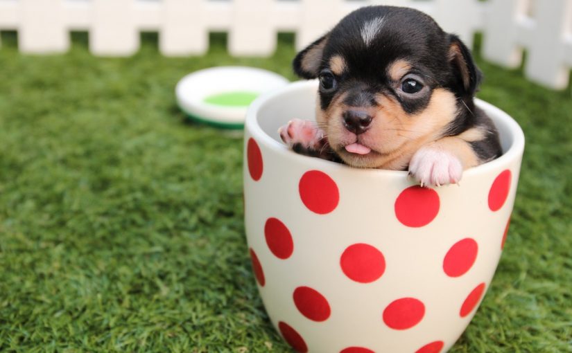 Küçük Köpek Yavruları